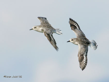 Black-bellied Plover