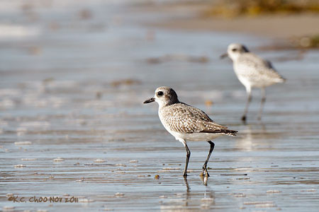 Black-bellied Plover