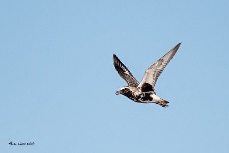 Black-bellied Plover