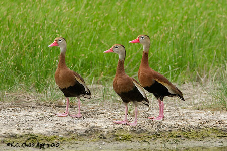 Black-bellied Whistling-Duck