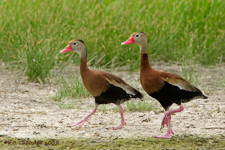 Black-bellied Whistling-Duck