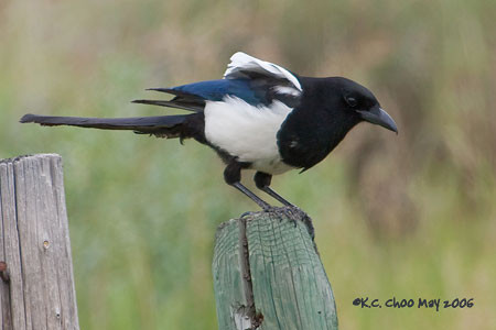 Black-billed Magpie