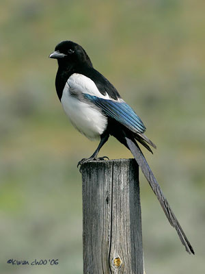Black-billed Magpie