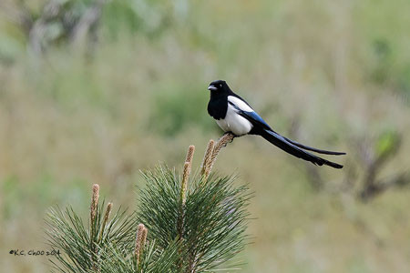 Black-billed Magpie