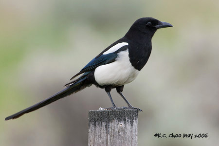 Black-billed Magpie