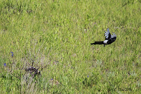 Black-billed Magpie