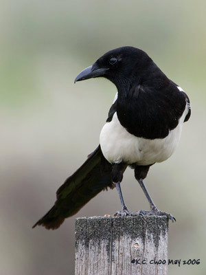 Black-billed Magpie