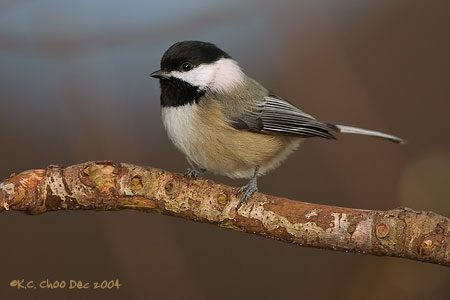Black-capped Chickadee