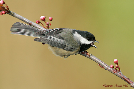 Black-capped Chickadee