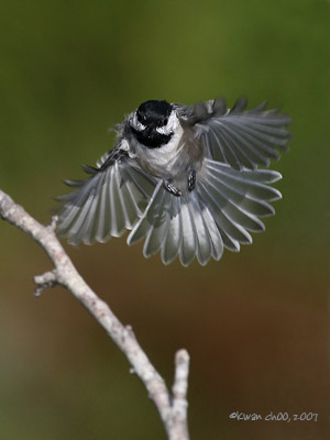 Black-capped Chickadee
