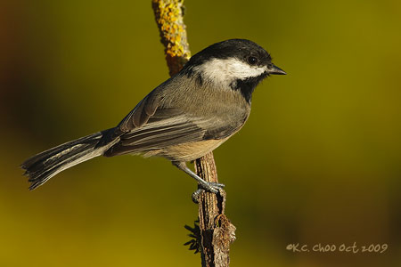 Black-capped Chickadee