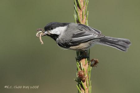 Black-capped Chickadee