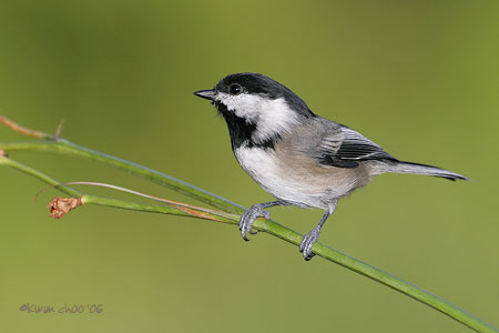 Black-capped Chickadee