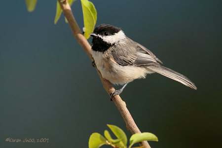 Black-capped Chickadee
