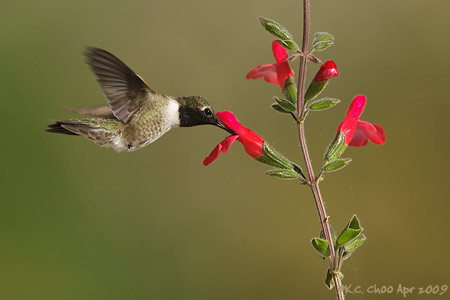 Black-chinned Hummingbird