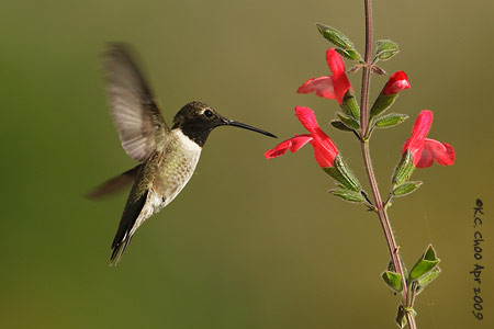 Black-chinned Hummingbird