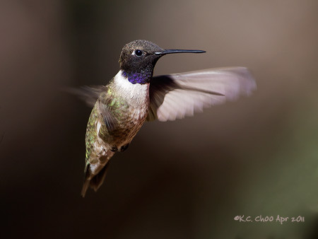 Black-chinned Hummingbird