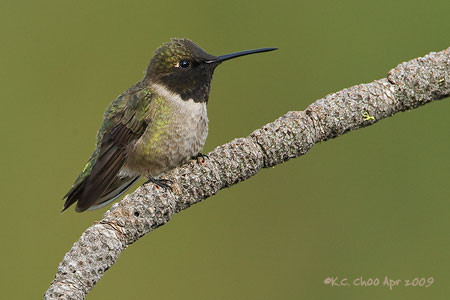 Black-chinned Hummingbird