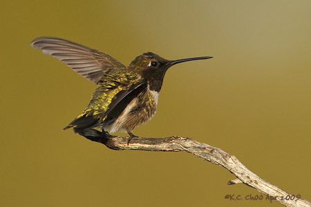 Black-chinned Hummingbird