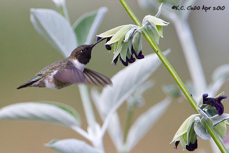 Black-chinned Hummingbird