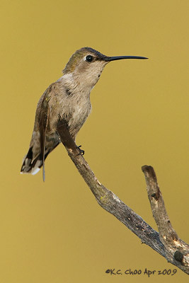 Black-chinned Hummingbird