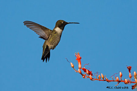 Black-chinned Hummingbird