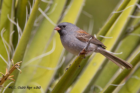 Black-chinned Sparrow