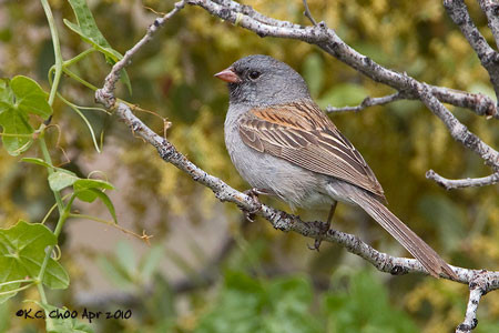 Black-chinned Sparrow