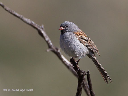 Black-chinned Sparrow