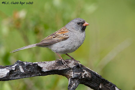 Black-chinned Sparrow