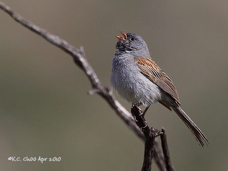 Black-chinned Sparrow