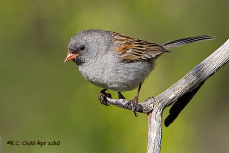 Black-chinned Sparrow