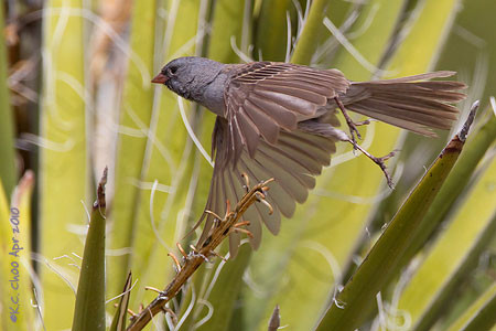 Black-chinned Sparrow