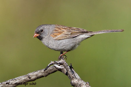 Black-chinned Sparrow