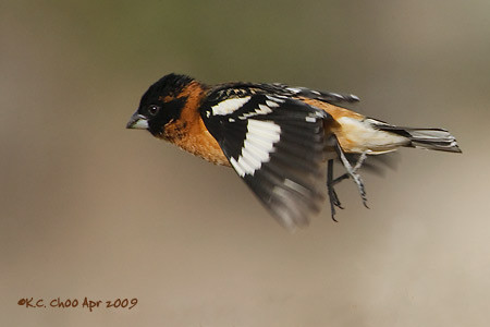 Black-headed Grosbeak
