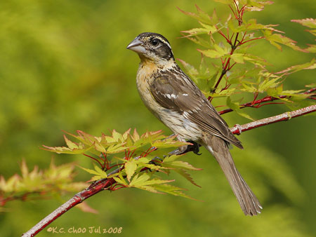 Black-headed Grosbeak