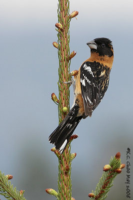 Black-headed Grosbeak