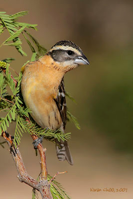 Black-headed Grosbeak