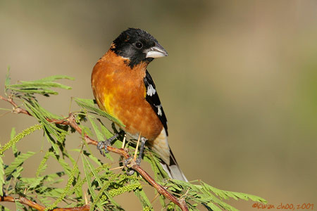 Black-headed Grosbeak