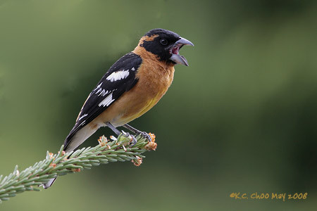 Black-headed Grosbeak