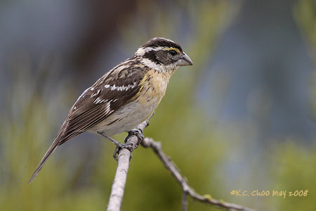 Black-headed Grosbeak