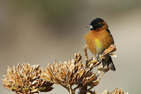 Black-headed Grosbeak
