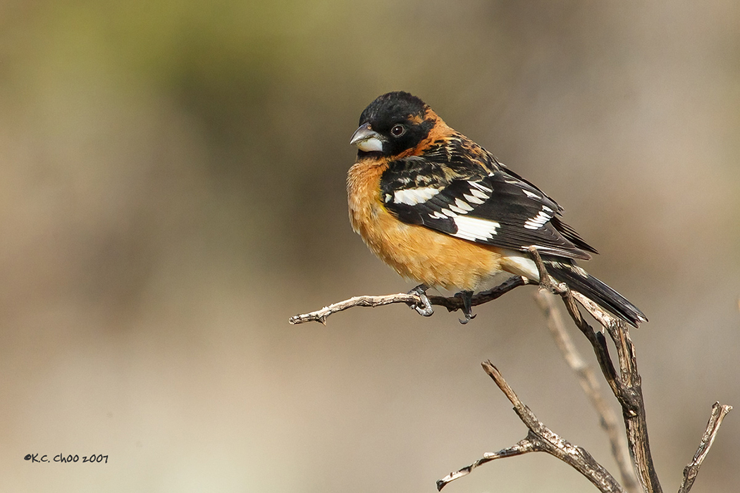Black-headed Grosbeak