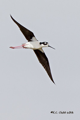 Black-necked Stilt