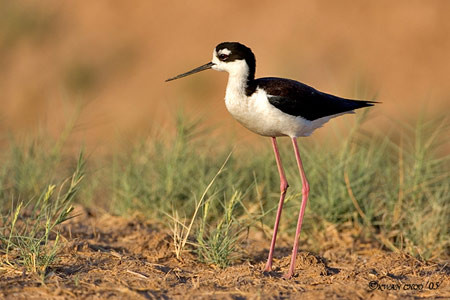 Black-necked Stilt