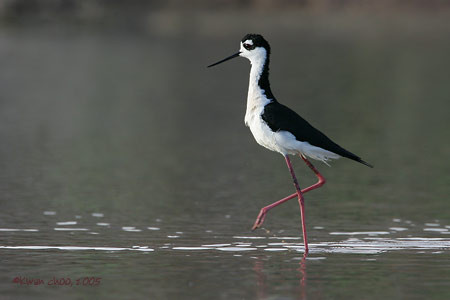 Black-necked Stilt