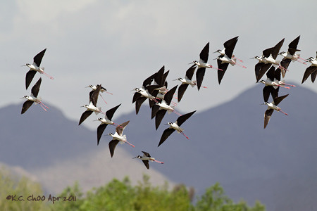 Black-necked Stilt