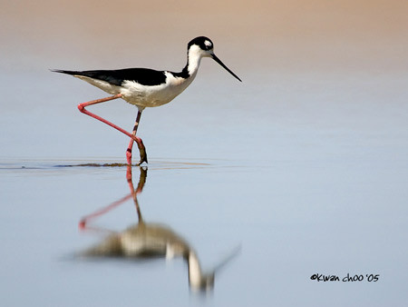 Black-necked Stilt