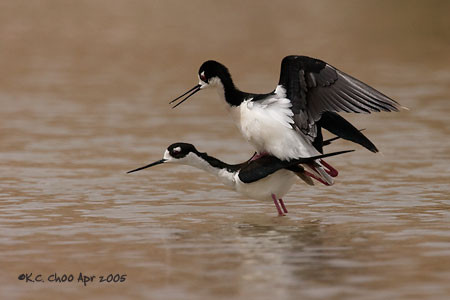 Black-necked Stilt
