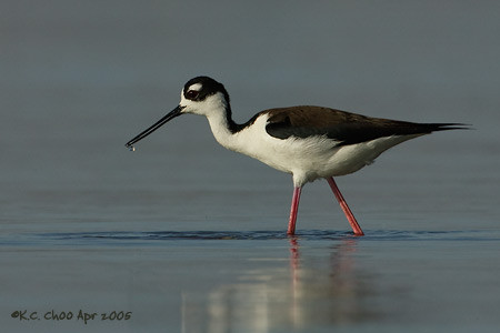 Black-necked Stilt